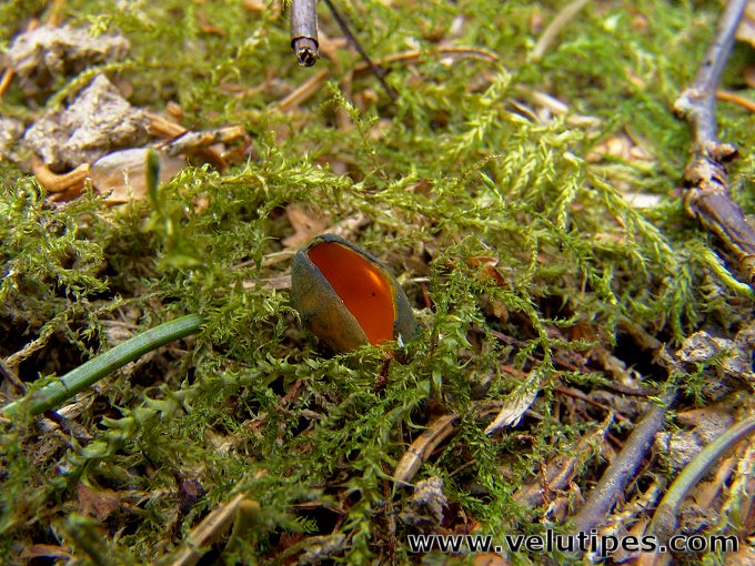 Caloscypha fulgens