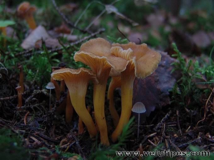 Cantharellus tubaeformis