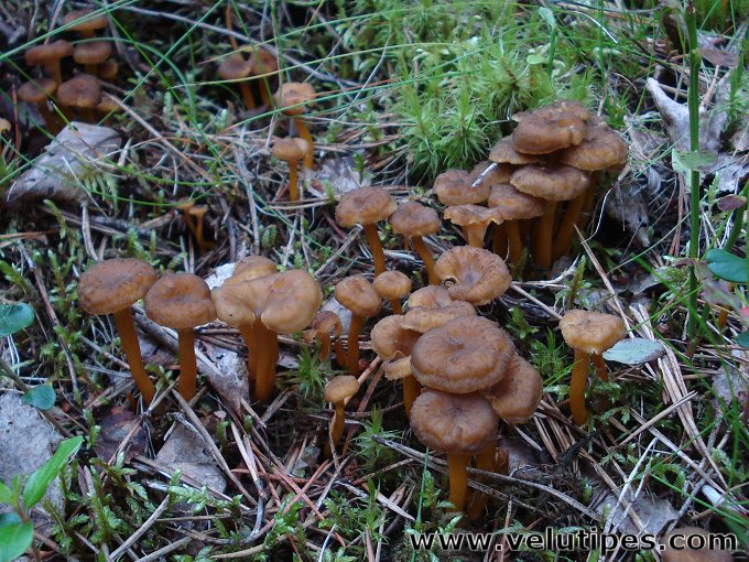 Cantharellus tubaeformis