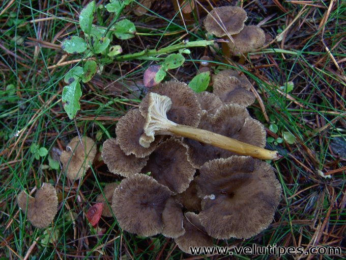 Cantharellus tubaeformis