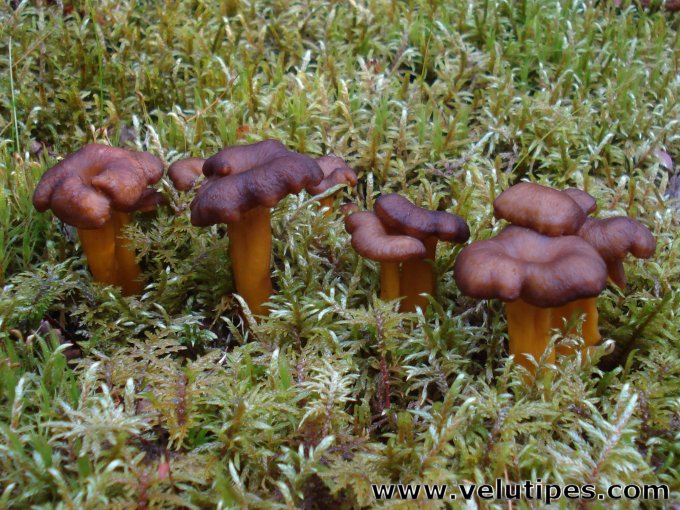 Cantharellus tubaeformis
