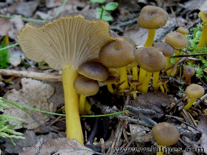 Cantharellus tubaeformis
