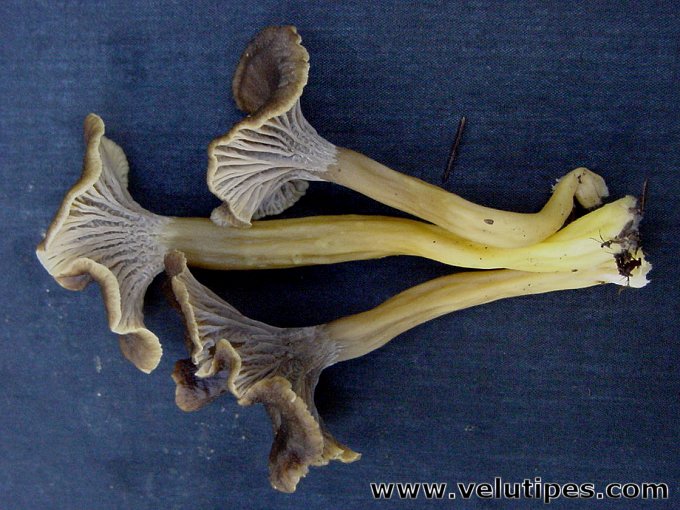 Cantharellus tubaeformis