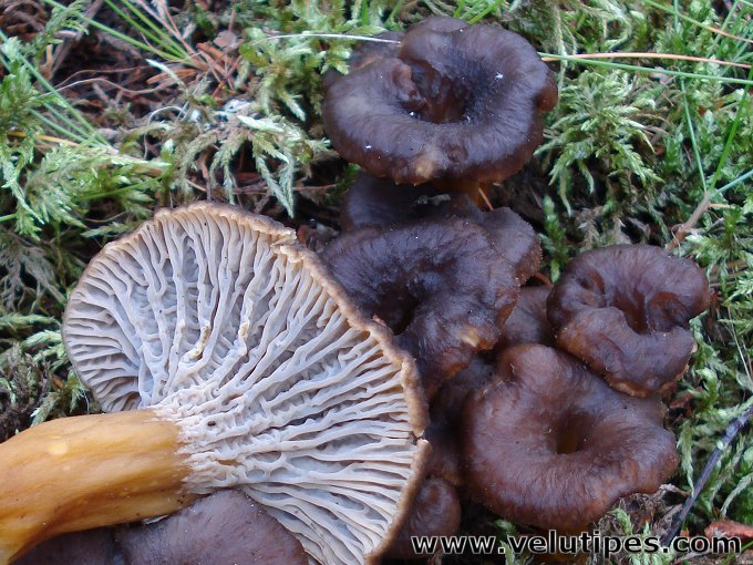 Cantharellus tubaeformis