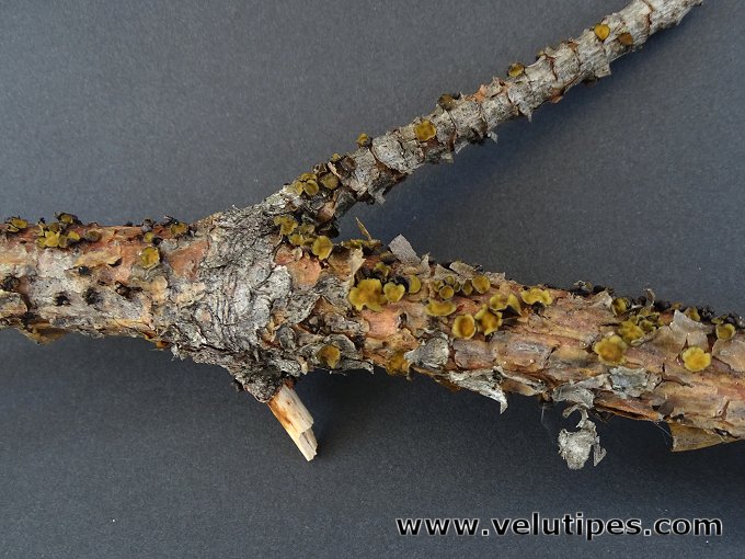 Cenangium ferruginosum