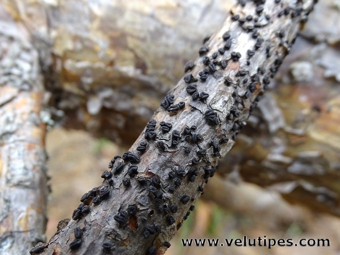 Cenangium ferruginosum