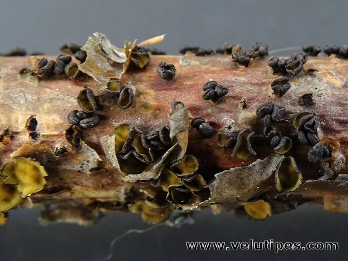 Cenangium ferruginosum