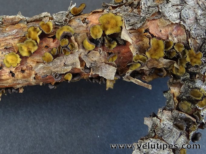 Cenangium ferruginosum