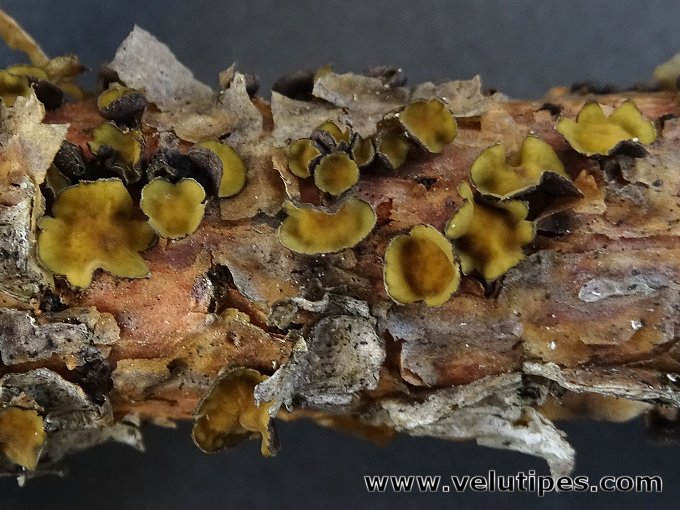 Cenangium ferruginosum