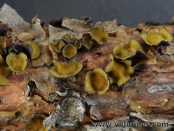 Cenangium ferruginosum