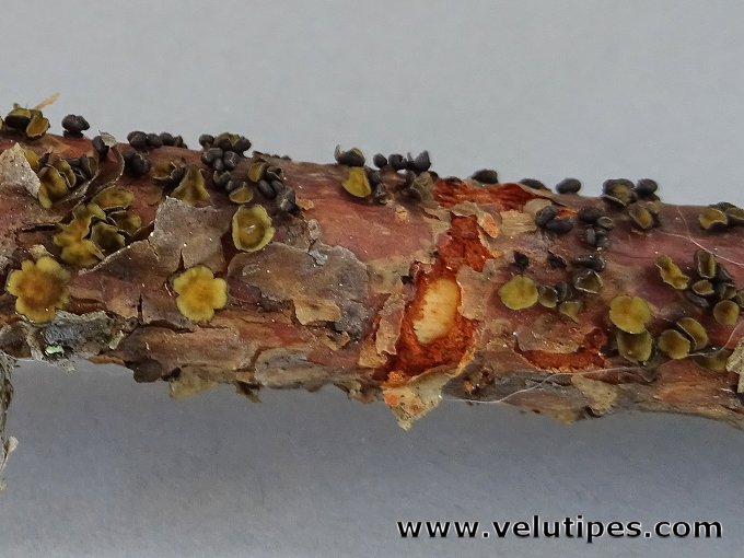 Cenangium ferruginosum