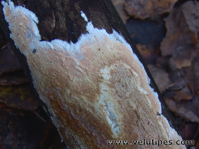 Ceraceomyces serpens