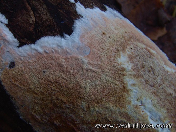 Ceraceomyces serpens