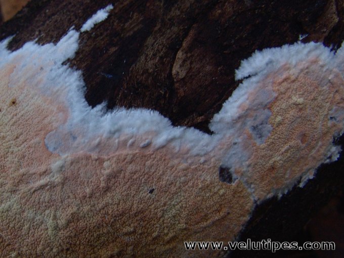 Ceraceomyces serpens
