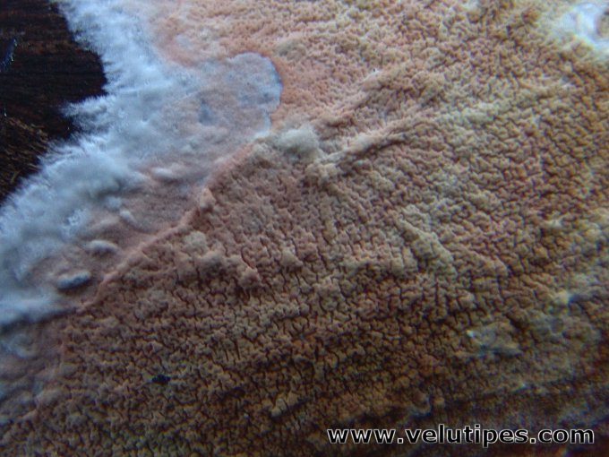 Ceraceomyces serpens