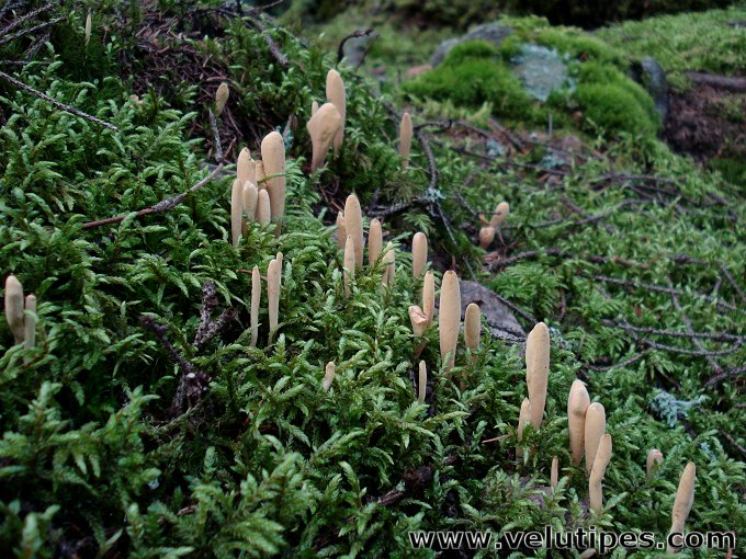 Clavariadelphus ligula