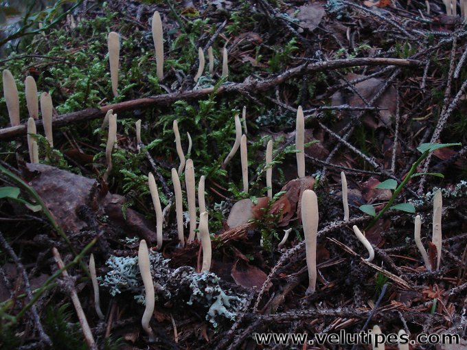 Clavariadelphus ligula