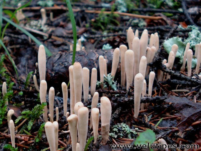 Clavariadelphus ligula