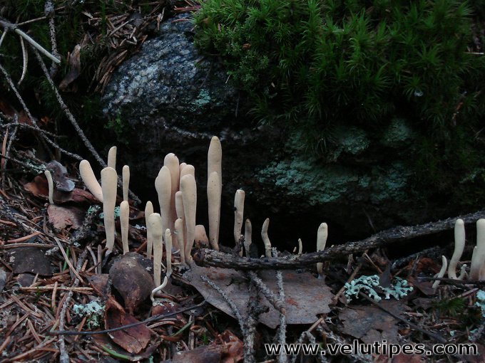 Clavariadelphus ligula
