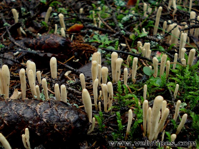 Clavariadelphus ligula