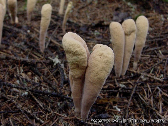 Clavariadelphus ligula