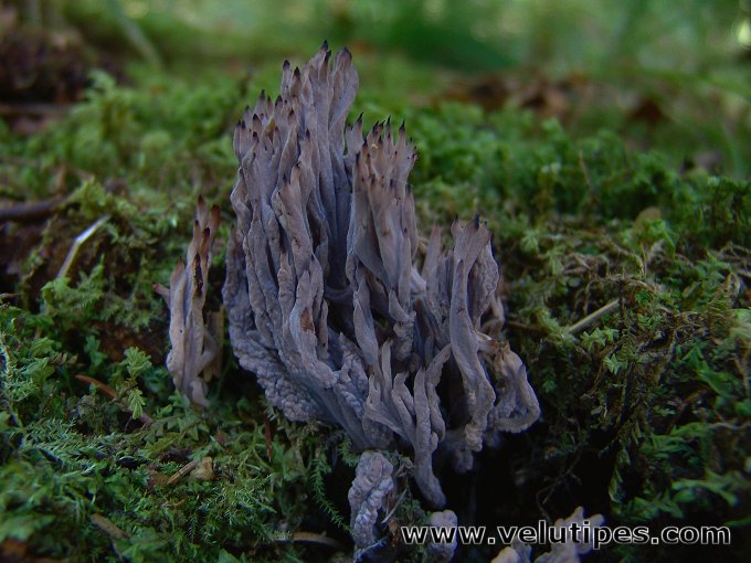 Clavulina cinerea