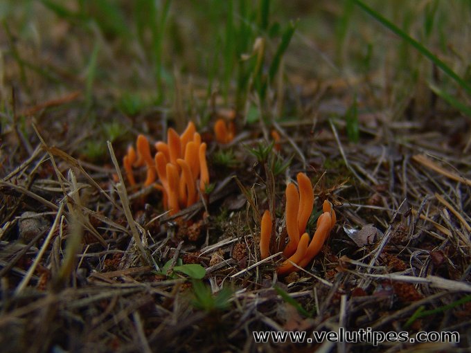 Clavulinopsis luteoalba