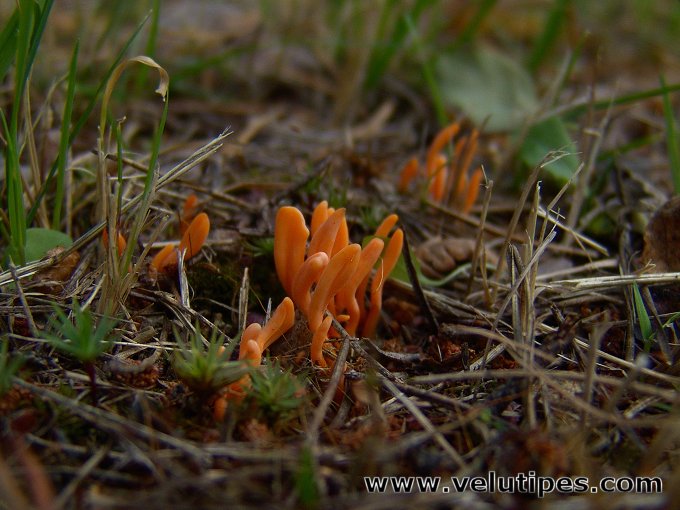 Clavulinopsis luteoalba