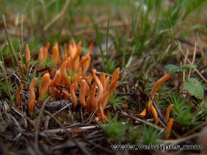 Clavulinopsis luteoalba
