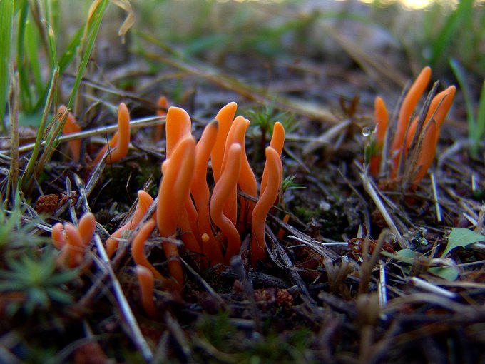 Clavulinopsis luteoalba