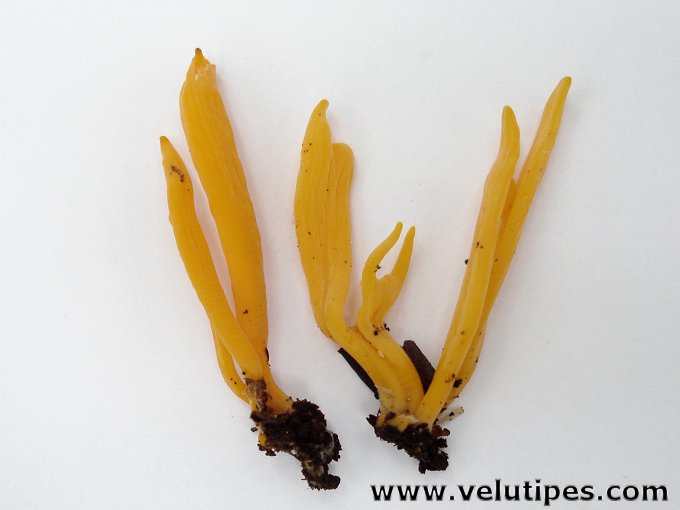Clavulinopsis sp.