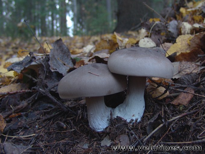 Clitocybe nebularis