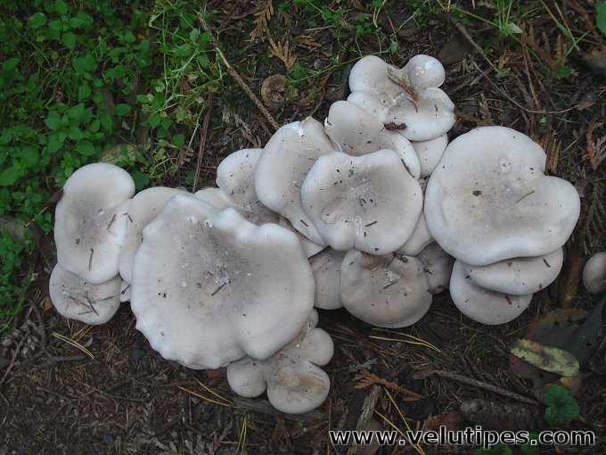 Clitocybe nebularis