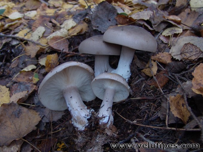Clitocybe nebularis