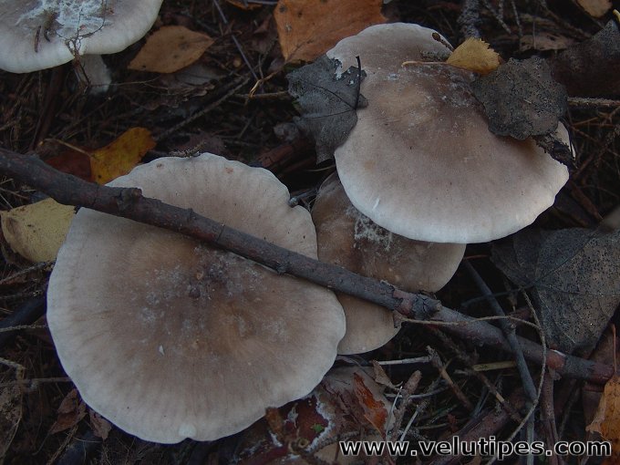 Clitocybe nebularis