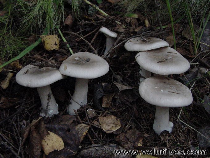 Clitocybe nebularis