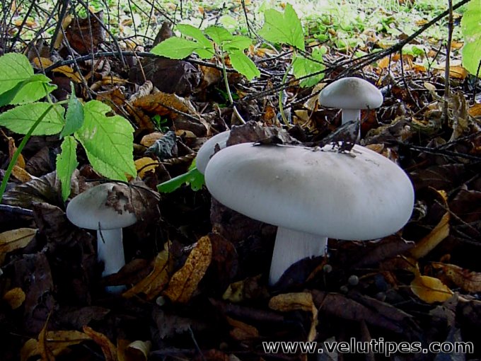 Clitocybe nebularis