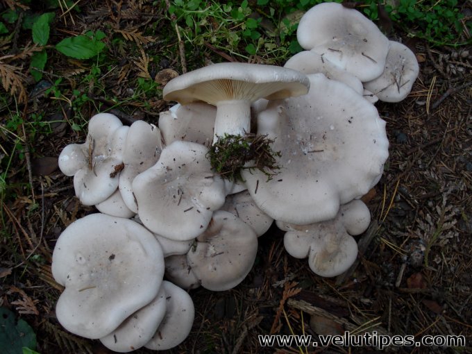 Clitocybe nebularis