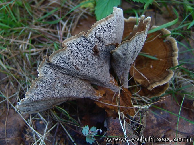 Coltricia perennis