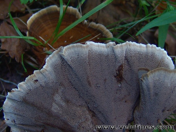 Coltricia perennis