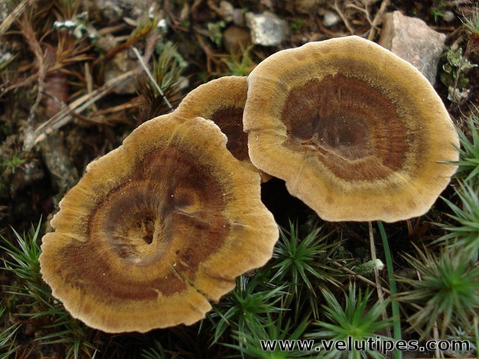 Coltricia perennis