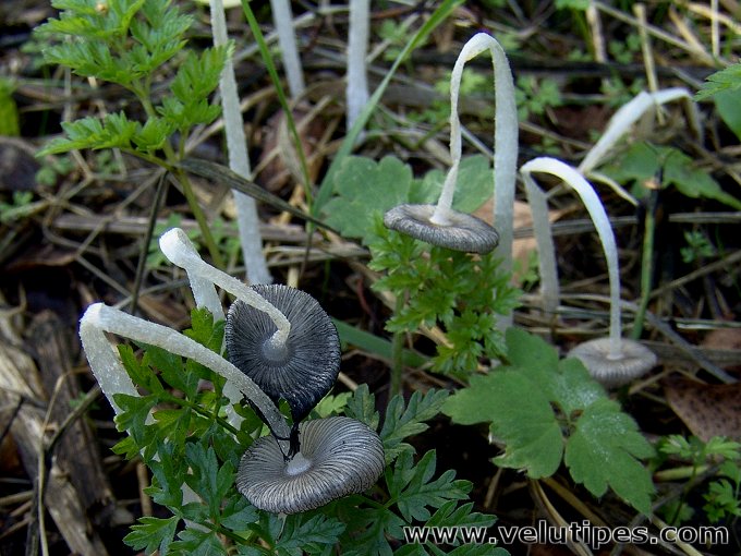 Coprinopsis sp.