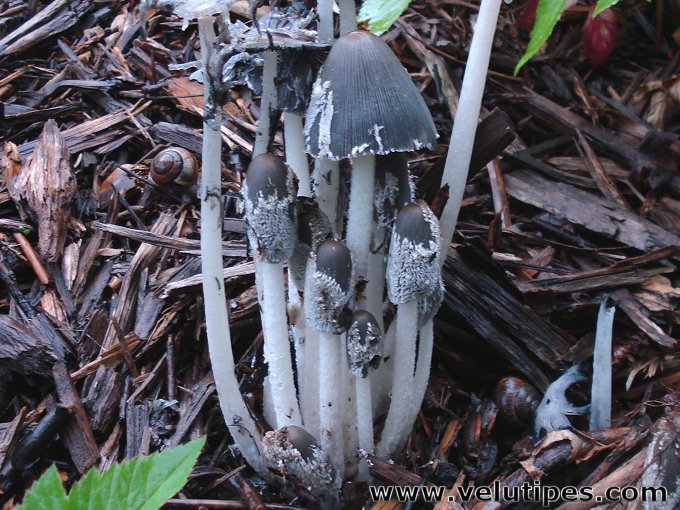 Coprinopsis sp.