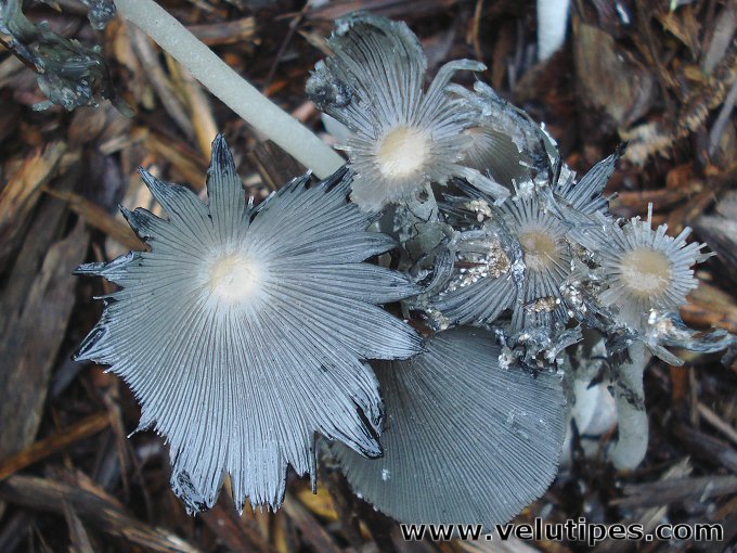 Coprinopsis sp.