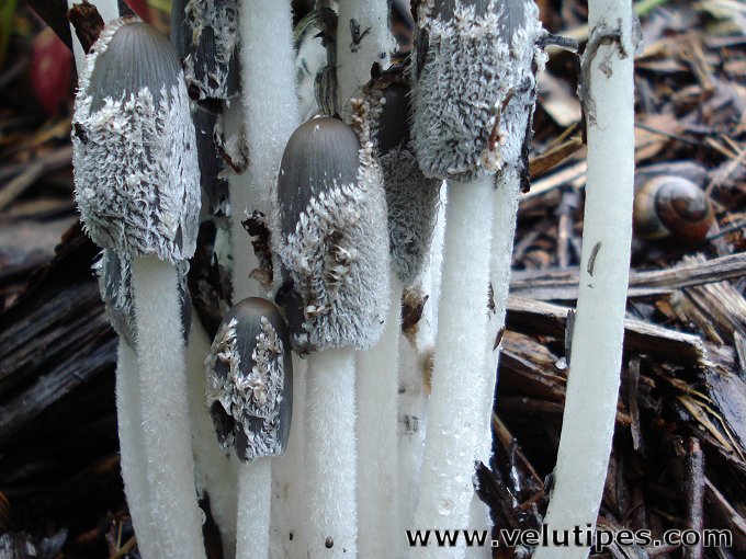 Coprinopsis sp.