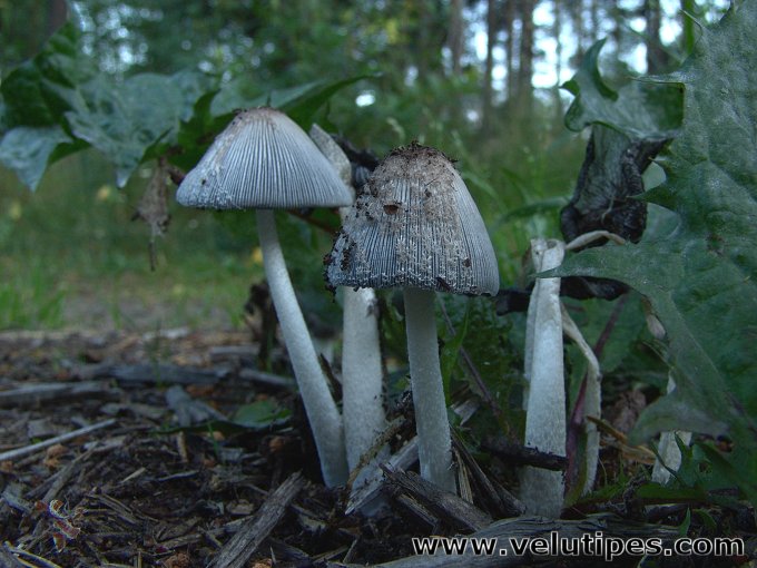 Coprinopsis sp.