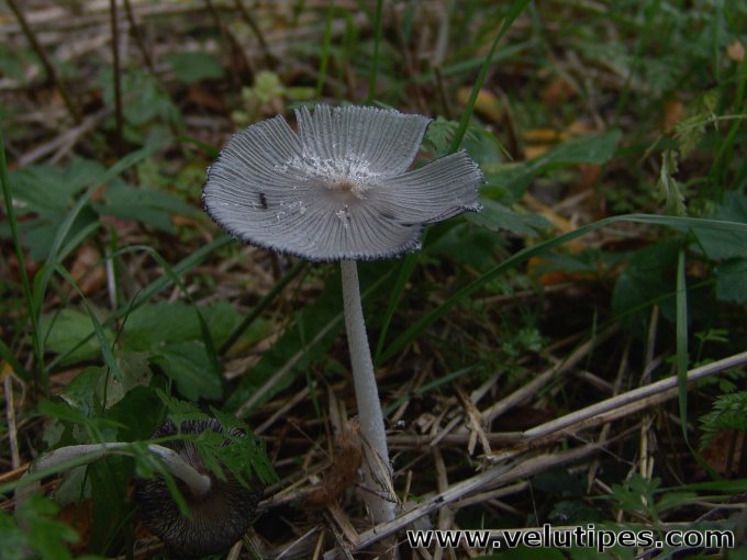 Coprinopsis sp.