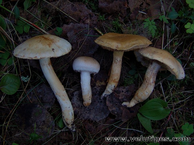 Cortinarius argutus