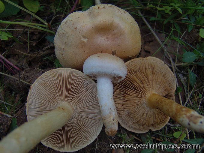 Cortinarius argutus