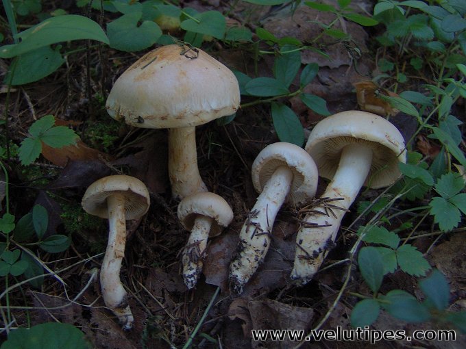 Cortinarius argutus